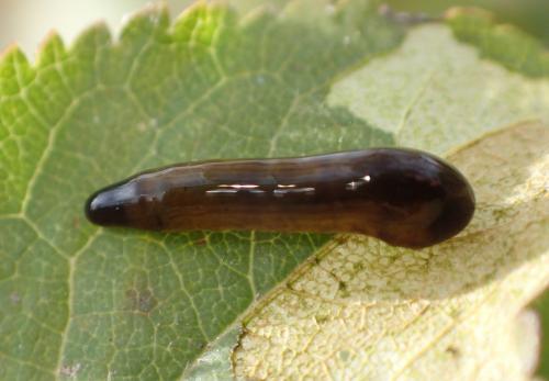 Réf. 273 582 : Caliroa cerasi